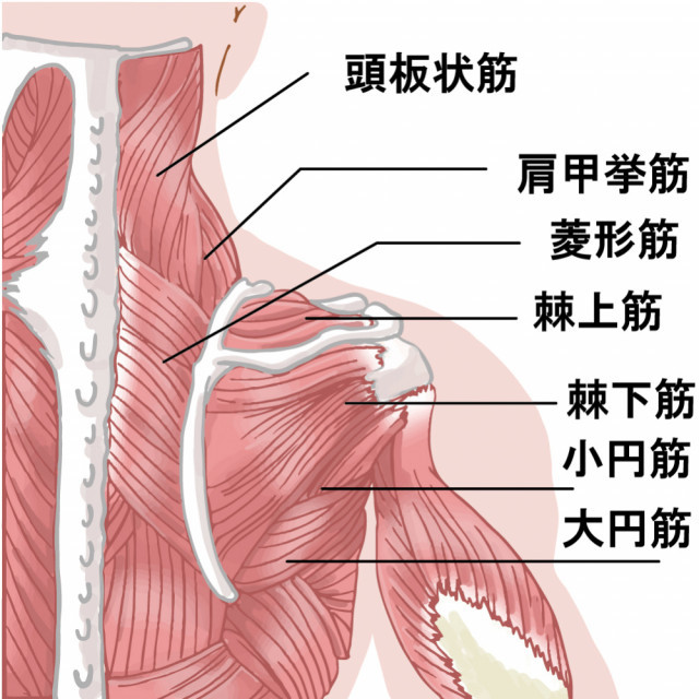 肩周りの筋肉の画像
