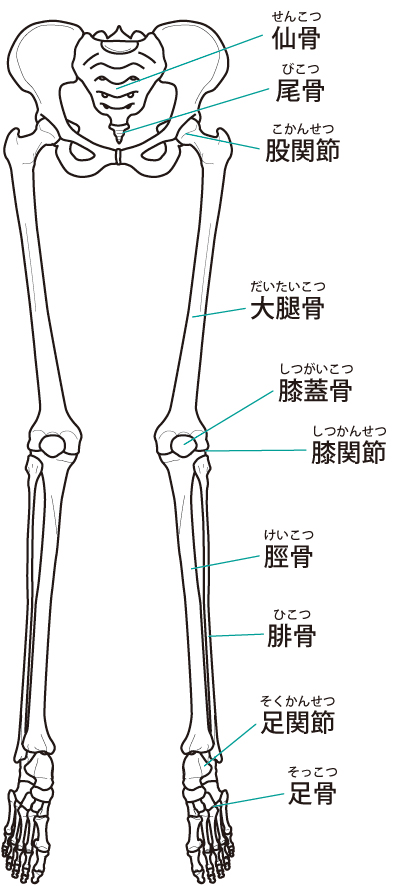 股関節の画像