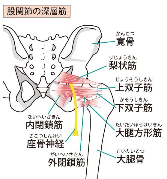股関節周りの画像
